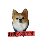 チワワの一茶（個別スタンプ：5）