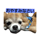 チワワの一茶（個別スタンプ：6）