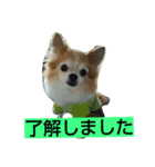 チワワの一茶（個別スタンプ：7）