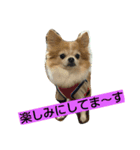 チワワの一茶（個別スタンプ：8）