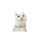 ちおたん（個別スタンプ：1）