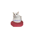 ちおたん（個別スタンプ：2）