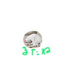 ちおたん（個別スタンプ：6）