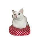 ゴマシオ（個別スタンプ：7）
