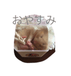 はむはむちゃんず（個別スタンプ：1）
