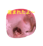 はむはむちゃんず（個別スタンプ：3）