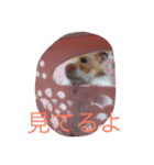 はむはむちゃんず（個別スタンプ：6）