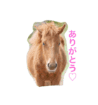馬♡御崎馬（個別スタンプ：2）