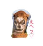 馬♡御崎馬（個別スタンプ：5）