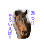 馬♡御崎馬（個別スタンプ：6）