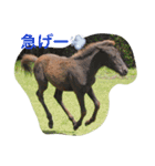 馬♡御崎馬（個別スタンプ：7）