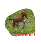 馬♡御崎馬（個別スタンプ：8）