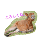 馬♡御崎馬（個別スタンプ：12）