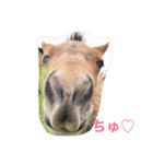 馬♡御崎馬（個別スタンプ：13）