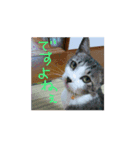 ミィ＆ニャニャpart2（個別スタンプ：5）