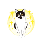 白黒ハチワレヒゲ猫ドロシー（個別スタンプ：8）