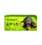 仲良しなダックス兄妹 パート2（個別スタンプ：12）