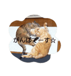 アンナとチルチルの毎日☆（個別スタンプ：3）
