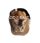 アンナとチルチルの毎日☆（個別スタンプ：9）