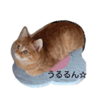 アンナとチルチルの毎日☆（個別スタンプ：12）