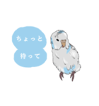 白いセキセイインコ（個別スタンプ：1）
