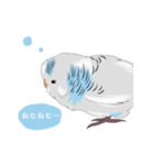 白いセキセイインコ（個別スタンプ：3）