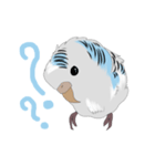 白いセキセイインコ（個別スタンプ：4）