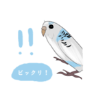 白いセキセイインコ（個別スタンプ：6）