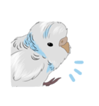 白いセキセイインコ（個別スタンプ：8）