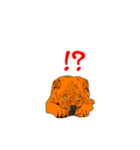 Animal789（個別スタンプ：15）