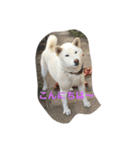 白柴コテツ（個別スタンプ：1）