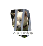 白柴コテツ（個別スタンプ：6）