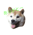 柴コロンとオカメのクー（個別スタンプ：1）