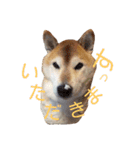 柴コロンとオカメのクー（個別スタンプ：2）