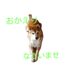 柴コロンとオカメのクー（個別スタンプ：4）