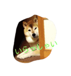 柴コロンとオカメのクー（個別スタンプ：6）