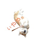 柴コロンとオカメのクー（個別スタンプ：7）