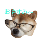柴コロンとオカメのクー（個別スタンプ：9）