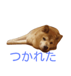 柴コロンとオカメのクー（個別スタンプ：11）