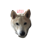 アナンスタンプ（個別スタンプ：2）