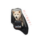 アナンスタンプ（個別スタンプ：7）