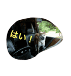 アナンスタンプ2（個別スタンプ：1）