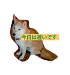 アナンスタンプ2（個別スタンプ：5）
