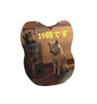 アナンスタンプ2（個別スタンプ：6）