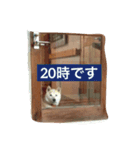 アナンスタンプ2（個別スタンプ：7）