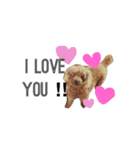 ちょこっと犬。（個別スタンプ：8）