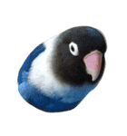 インコ スタンプ（個別スタンプ：1）