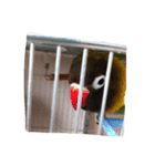 インコ スタンプ（個別スタンプ：2）