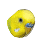 インコ スタンプ（個別スタンプ：4）
