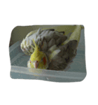 インコ スタンプ（個別スタンプ：5）